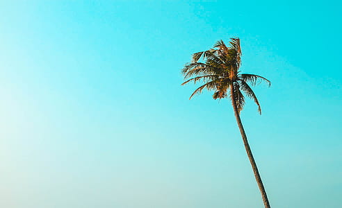 low-angle photography of palm tree thumbnail