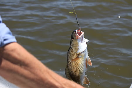 person catching fish thumbnail