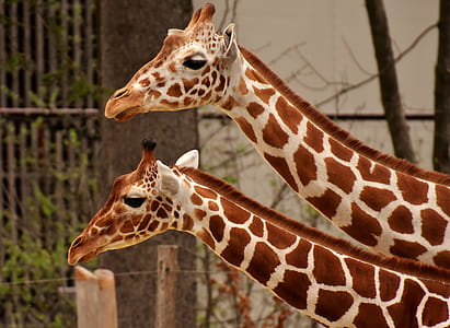 photo of two giraffe thumbnail
