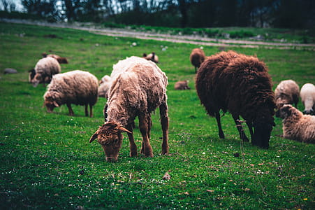 Group of Sheep at the Field thumbnail