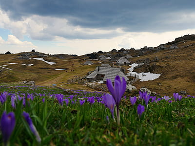 purple petaled flowers field near brown house during daytime thumbnail