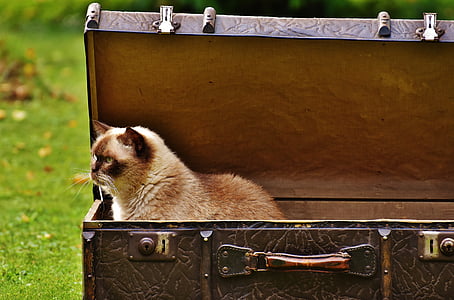 brown cat inside brown suitcase thumbnail