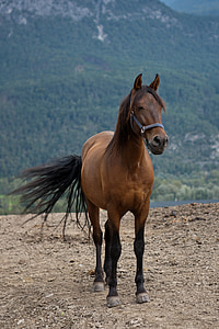 brown horse standing thumbnail
