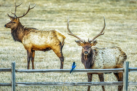 two brown deer thumbnail