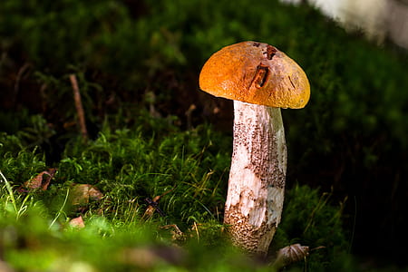 brown and white mushroom thumbnail