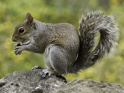 squirrel holding nut standing on rock thumbnail