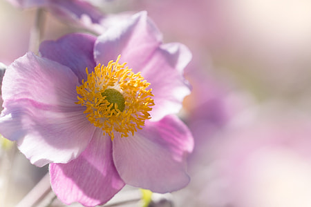 pink poppy flower in closeup photo thumbnail
