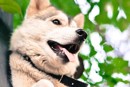 Cream and Black Shiba Inu thumbnail