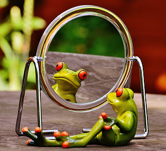 tree frog facing mirror thumbnail