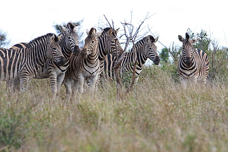 nature, grass, park, africa thumbnail