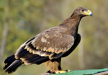 brown and black bird perched on green textile thumbnail