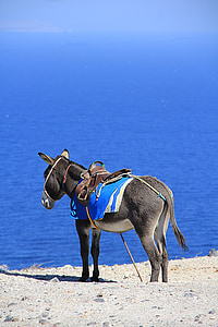 gray donkey standing at the beach thumbnail