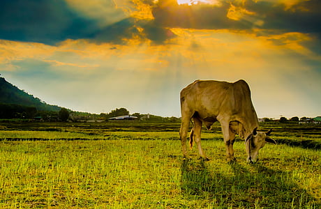 brown cow standing on green grassfield wallpaper thumbnail