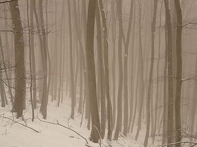 trees in mist thumbnail
