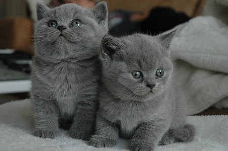 two short-coated grey kittens thumbnail