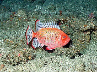 Short Bigeye Fish - Pristigenys alta thumbnail