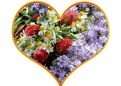 white, red, and yellow petaled flowers thumbnail