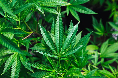 photo of cannabis plant thumbnail