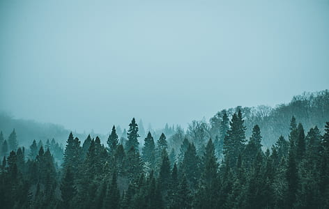 aerial photo of trees during foggy daytime thumbnail