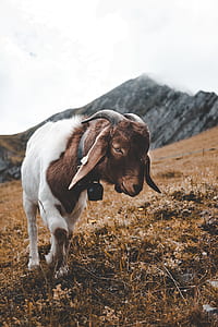 brown and white goat on mountain during daytime thumbnail