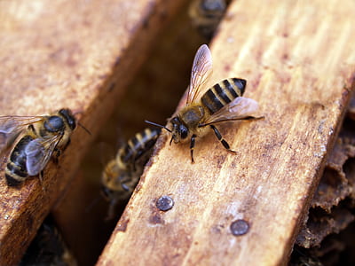 Macro Shot Photography of Black-and-yellow Bees thumbnail