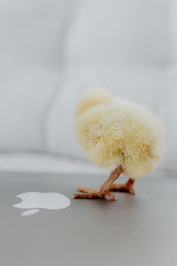 Newborn little chicken and laptop thumbnail
