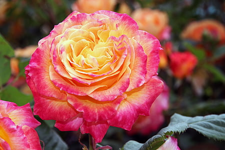 close-up photography of pink and yellow petaled flower thumbnail