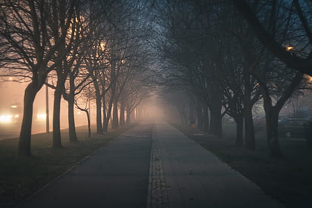 Road Amidst Bare Trees thumbnail