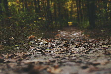 brown soil selective focus photography thumbnail