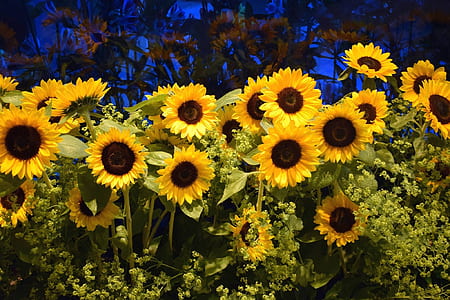 field of sunflowers thumbnail