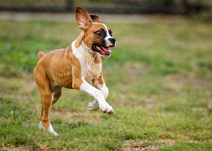 black and white short coated dog thumbnail