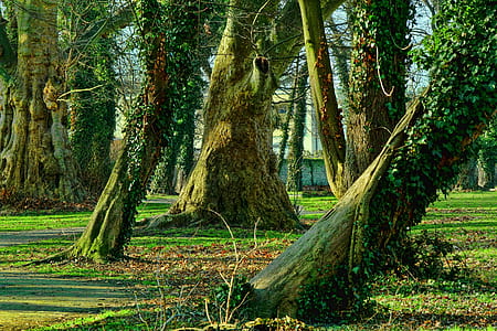 trees covered in moss thumbnail