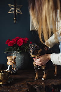 Enjoying a finely brewed coffee and playing with a dog thumbnail