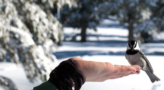 bird perched on left human finger thumbnail