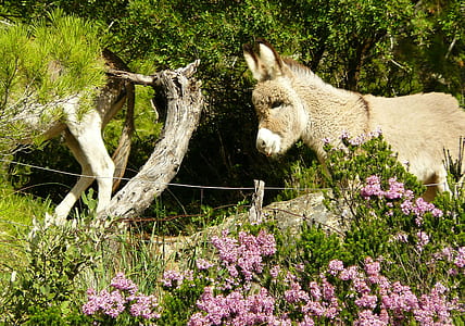 white donkey standing near plant thumbnail