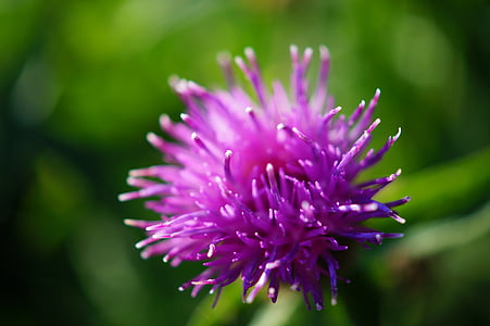 bokeh photography of purple flower thumbnail