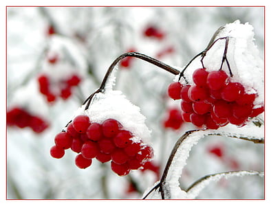 red cherry fruit covered with snow in shallow focus photography thumbnail