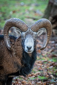 selective focus of brown Ram near tree thumbnail