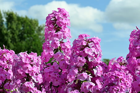 focus photography of pink flowers thumbnail