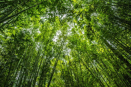 worm eye view photo of bamboos thumbnail