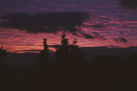 silhouette of trees at golden hour thumbnail