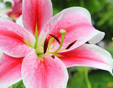 macro photography of pink flower during daytime thumbnail