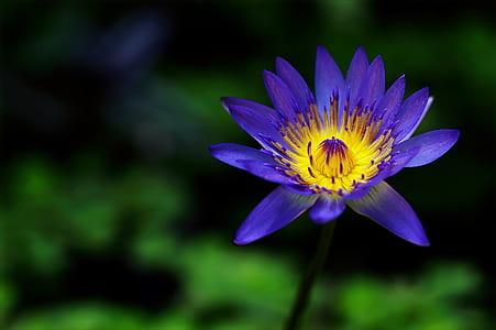 Purple Petaled Flower thumbnail