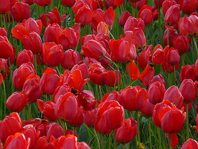 red tulip flowers thumbnail