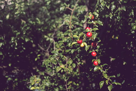 Red Round Fruit during Daytime thumbnail
