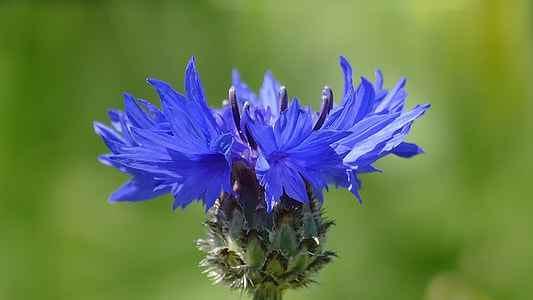 blue cornflowers selective-focus photography thumbnail