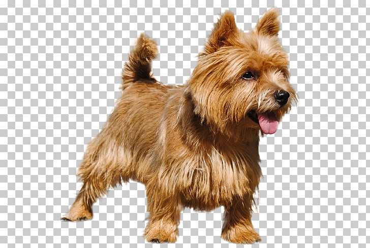 Norwich Terrier Australian Terrier Norfolk Terrier Glen Australian