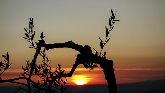 Silhouette Photo of a Tree during Golden Hour thumbnail