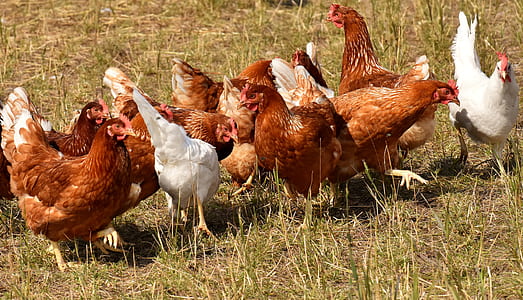 flock of chickens thumbnail