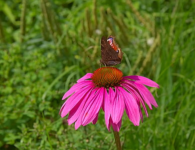 peacock butterfly on pink flower thumbnail